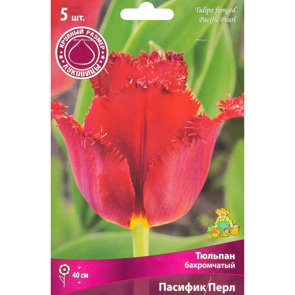 Тюльпан бахроматчый Пасифик Пёрл, 5 шт 85205604 STLM-2078523 ПОИСК 