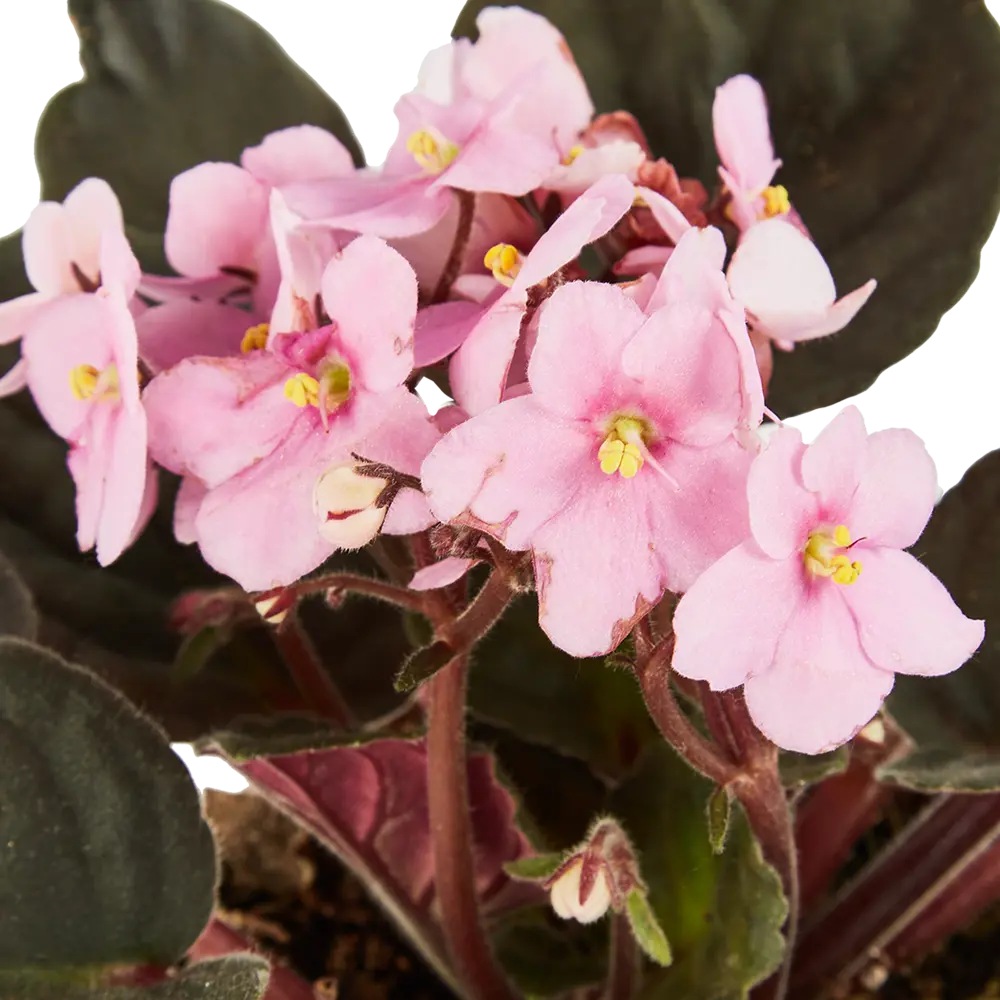 Santreyd Фиалка Иннова Спектра — комнатное растение с бархатными листьями 86750214 STLM-0071265 - Вид №5