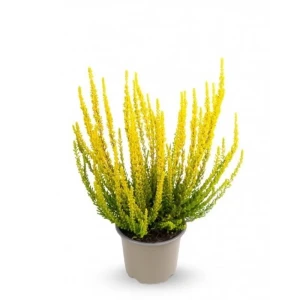 Вереск Зельда желтый от Santreyd - яркий акцент для сада 89382928