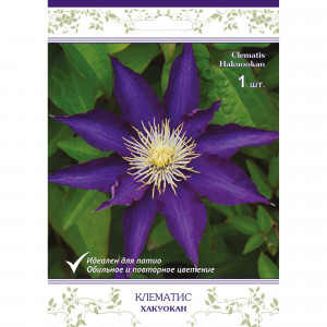 82527588 Клематис крупноцветковый Хакуокан в капере
