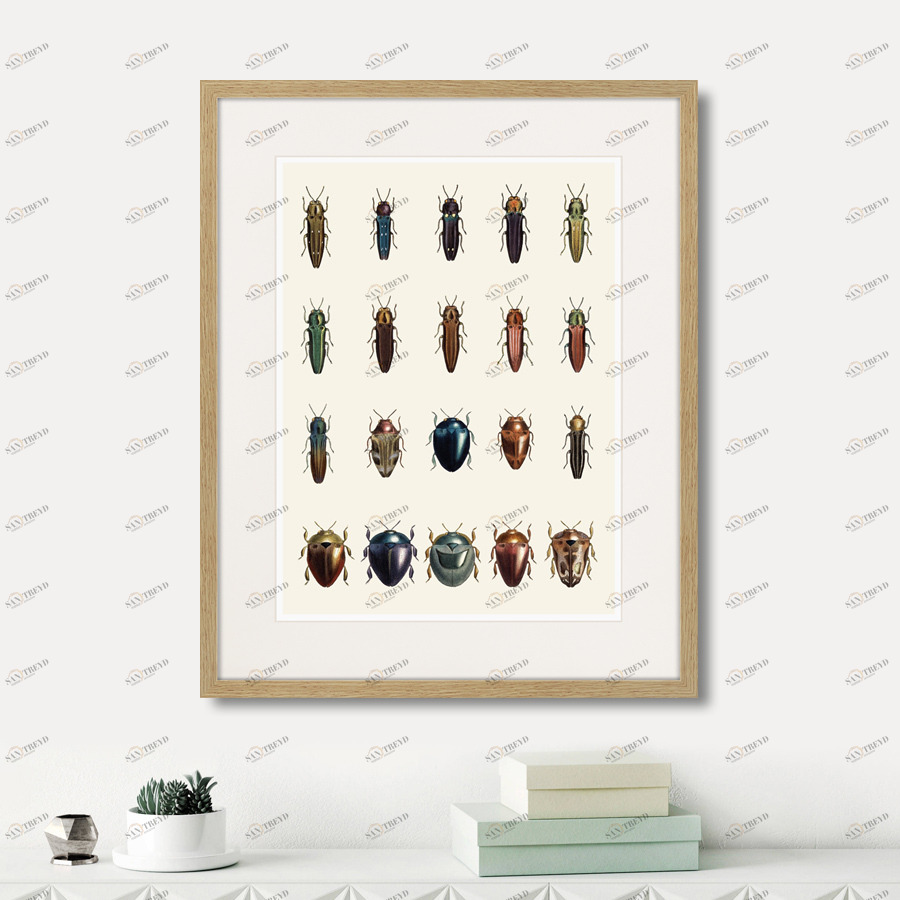 Картина в раме 52х42 см Assorted Beetles №3, 1735г. КАРТИНЫ В КВАРТИРУ  264418 Бежевый;коричневый;разноцветный 