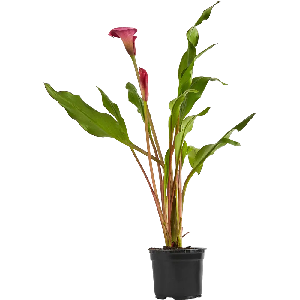 Калла Santreyd — изящное комнатное растение с сердцевидными листьями 83248198 STLM-0956759