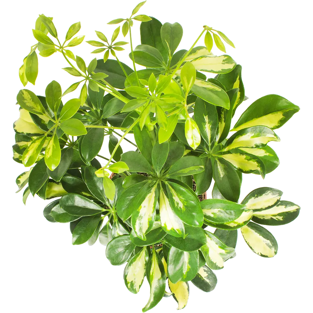 Santreyd Шеффлера Герда — декоративное дерево с пестрой листвой 15745363 STLM-0006289 - Вид №1