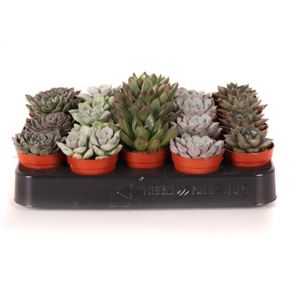 Эхеверия микс - комнатное декоративно-лиственное растение в горшке ø5.5 см 89441682 Santreyd STLM-1582041