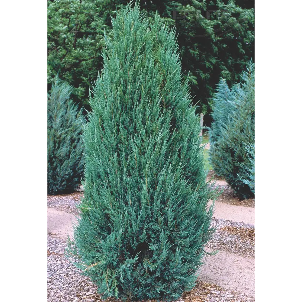 Можжевельник скальный Мун Глоу ø22 h100 см 84659522 STLM-2036887 PLANTMARKET 