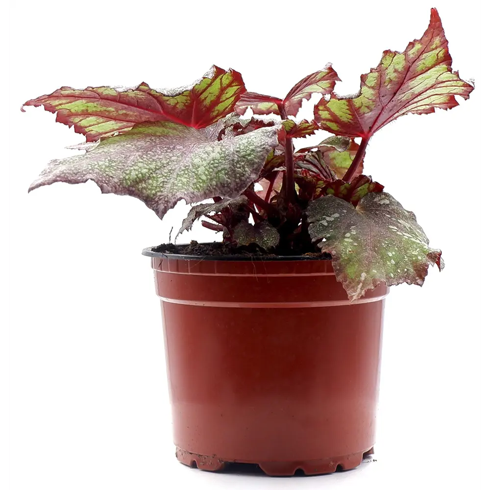 Бегония Рекс Микс - декоративно-лиственное комнатное растение 89437873 Santreyd STLM-1580010