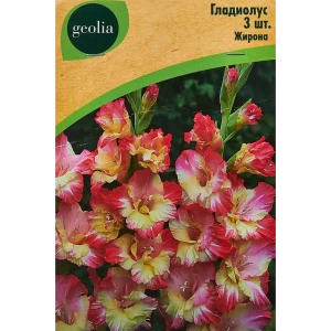 Гладиолус крупноцветковый Жирона Geolia 3 шт 86408547 STLM-2199249