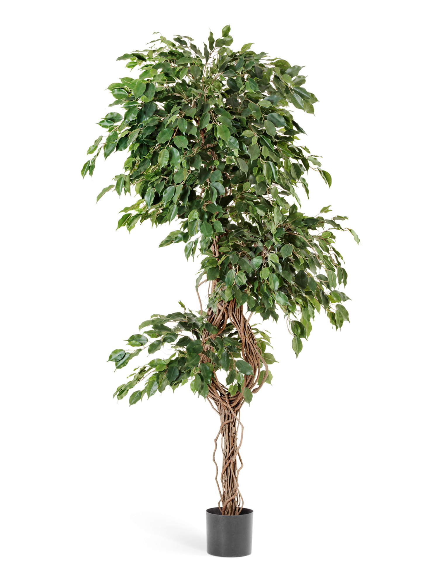 10.31306N Фикус Бенджамина Селеста Цветочная коллекция 