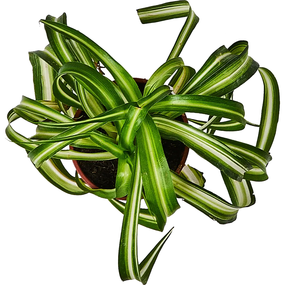 Santreyd Хлорофитум Бонни — изящный комнатный цветок с закрученными листьями 89296608 STLM-0958230 - Вид №2
