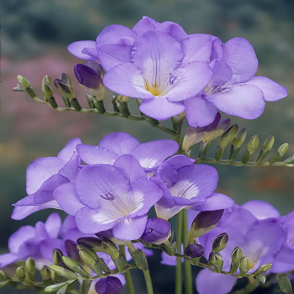 Фрезия «Single Blue», 5х6 см 12620418 STLM-2066588 GEOLIA 