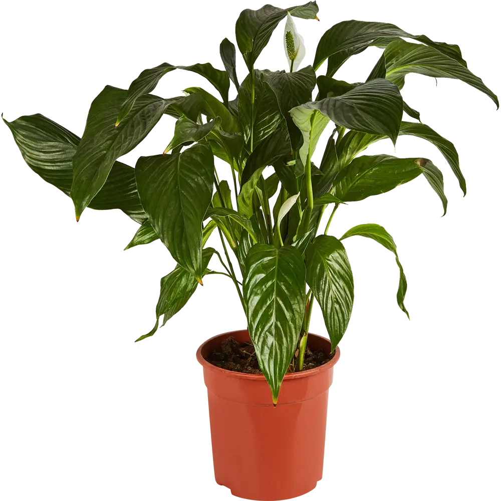 Santreyd Спатифиллум 'Женское счастье' - элегантное комнатное растение с белыми цветами 86750222 STLM-0071270 - Вид №1