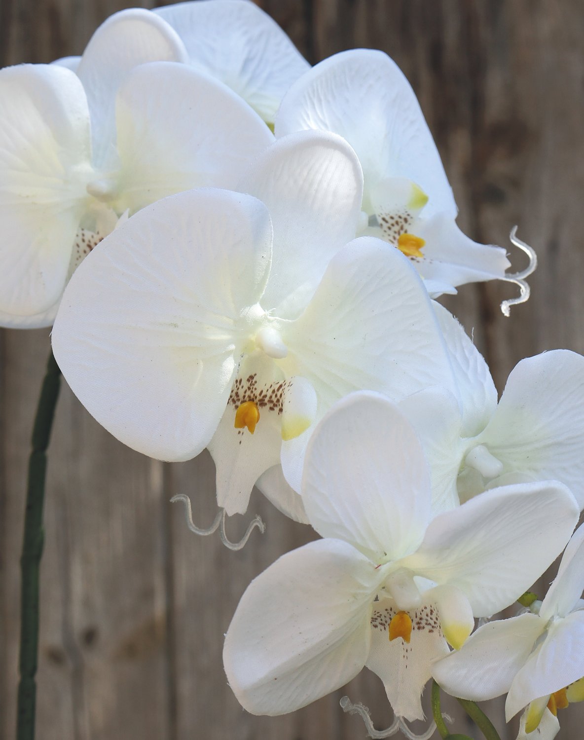 2799 778 a3 Искусственная орхидея Phalaenopsis, 86 см, бежево-белая H-andreas 