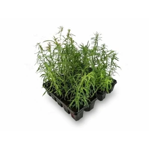 Рассада Кохия h20 см, 10 шт. 83248324 STLM-2063762