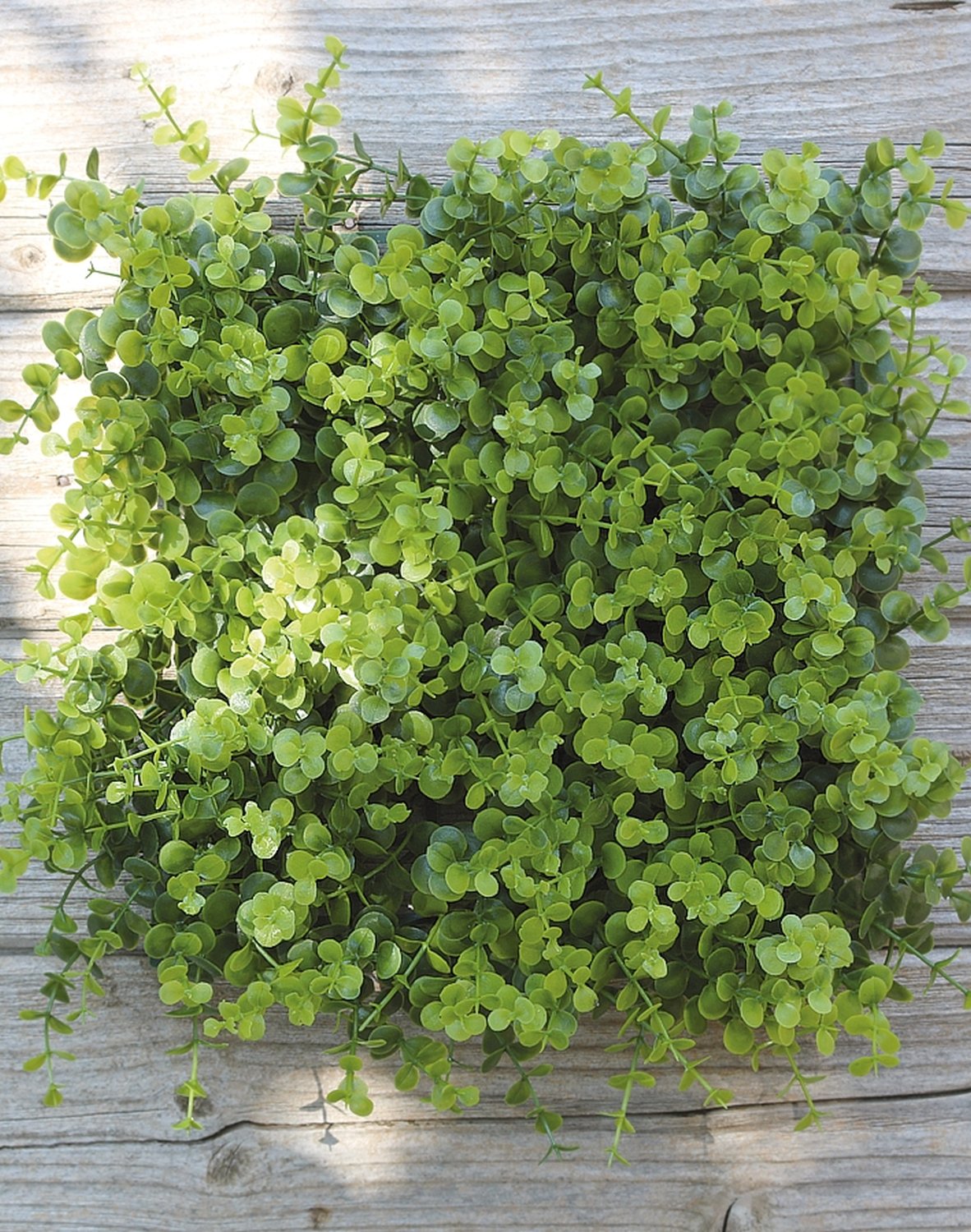 4889 883 a3 Пластиковый коврик из самшита, 35 x 35 см, зеленый H-andreas  - Вид №1