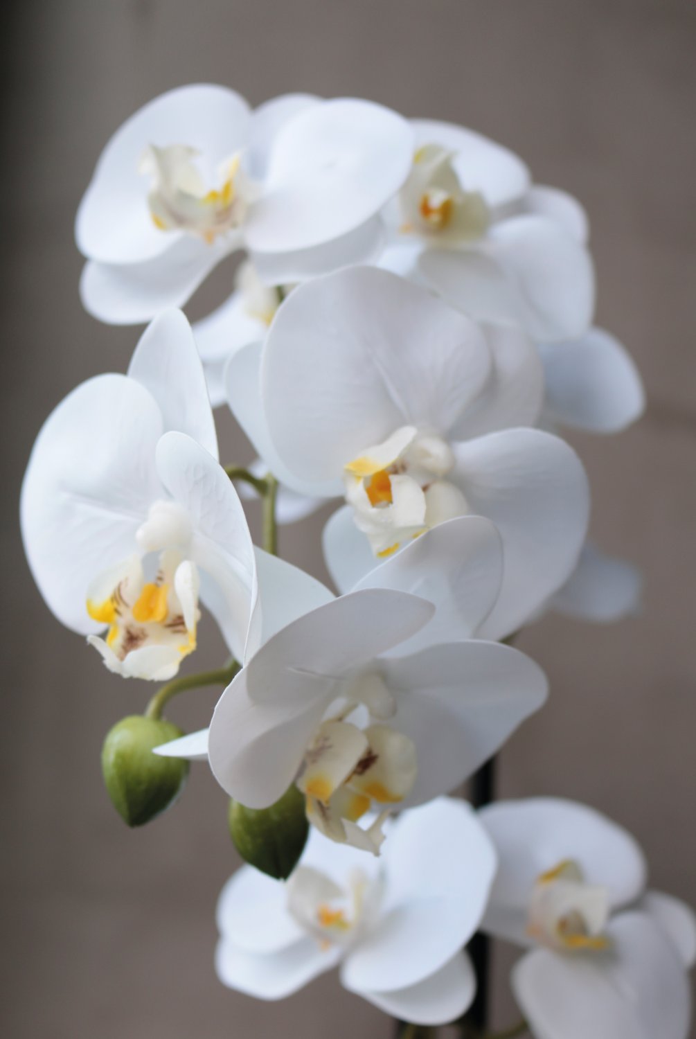 2777 778 a3 Пластиковая орхидея Phalaenopsis, 2-х кратная, горшечная, 45 см, real touch, бежево-белая H-andreas  - Вид №1