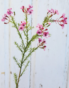 2021 515 a3 Растение из искусственного воска, 65 см, розовое H-andreas