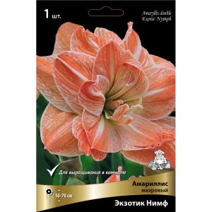 Амариллис махровый Экзотик Нимф 89452216 STLM-2204408
