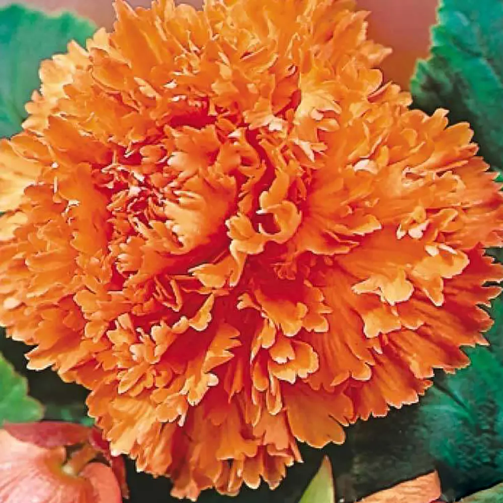 Бегония «fimbriata Orange», 4х5 см 13064855 STLM-2085723 GEOLIA 