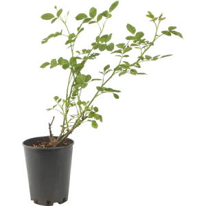 Роза парковая «Грэхам Томас» 19x55 см 82625098 STLM-2193179