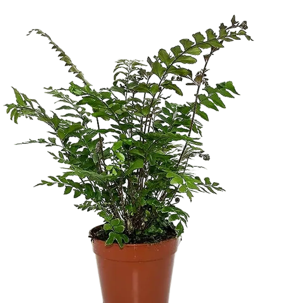 Santreyd Дидимохлена Трункатула — изящный папоротник для интерьера 87819680 STLM-0075881