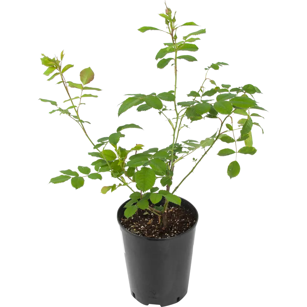 Роза канадская «Морден Руби» 19x55 см PLANTMARKET STLM-2123226