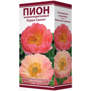 Пион молочноцветковый травянистый Корал Сансет 85205669 STLM-2149276