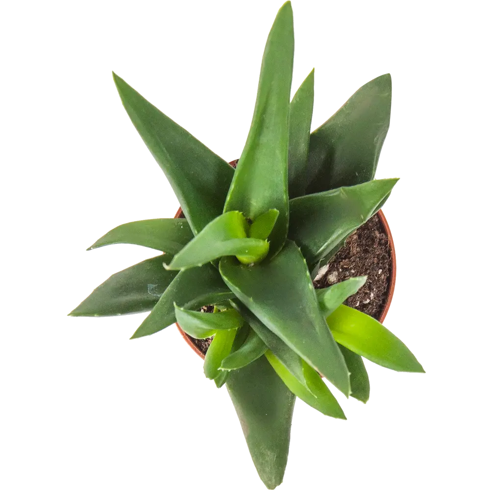 Алоэ хавортия микс 5.5x10 см 82850438 STLM-2169576 Santreyd  - Вид №1