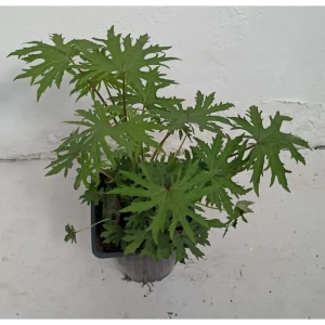 Бузульник микс Santreyd - многолетний цветущий акцент для тенистого сада 89372782