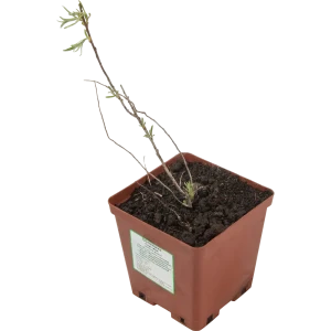 Облепиха «Иня» C2 высота 40 см 82597107 STLM-2157299