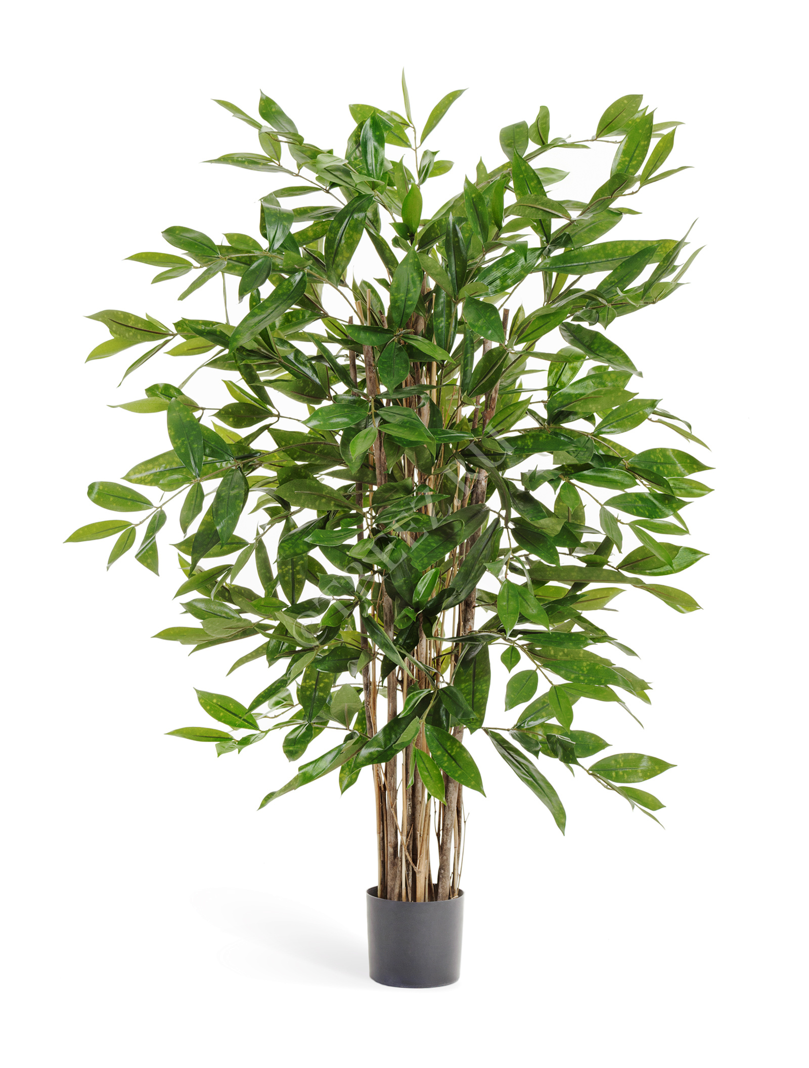 10.26006N Драцена Саркула Спотти Цветочная коллекция  - Вид №1