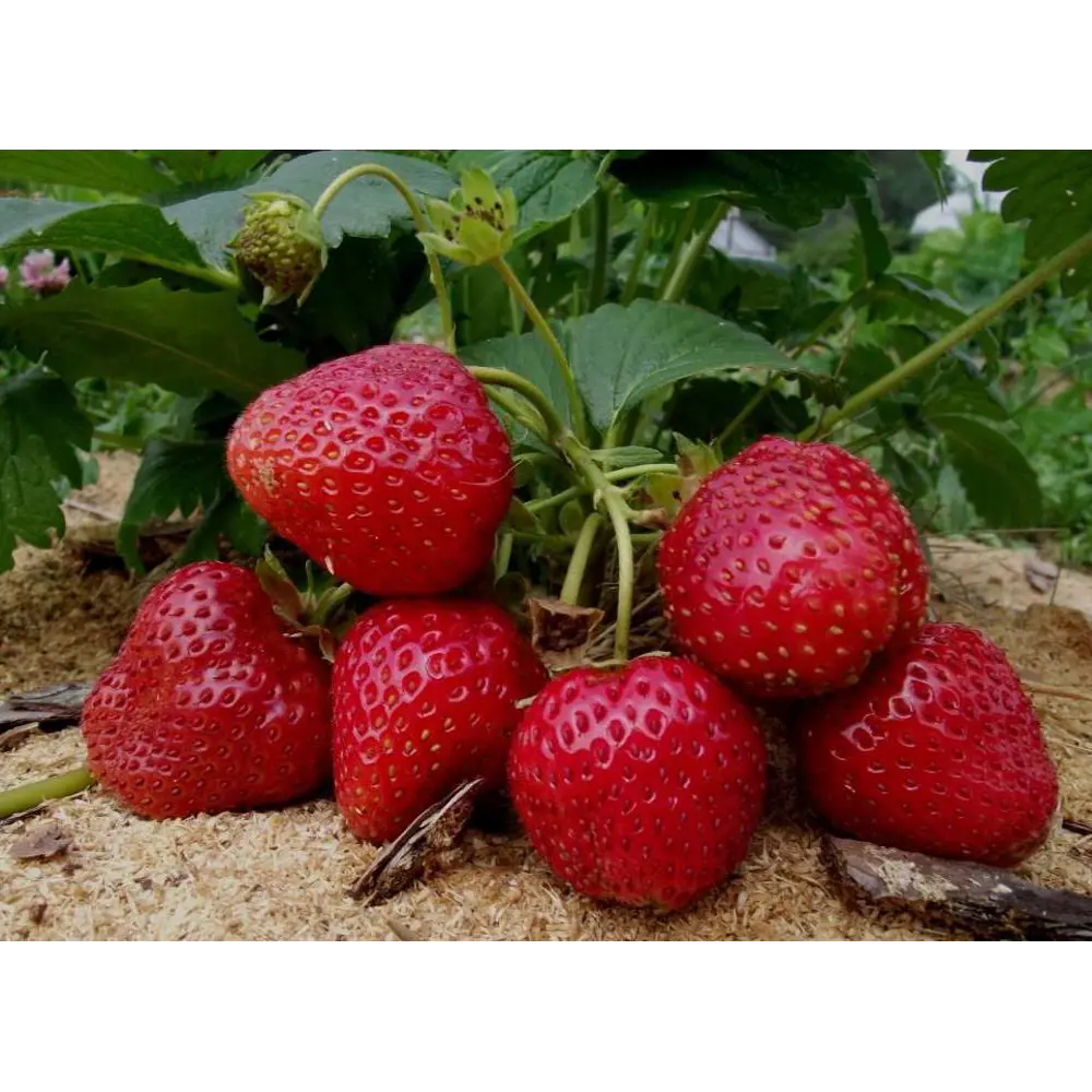 Земляника Сельва ø9 h15 см 84834866 STLM-2101586 PLANTMARKET 