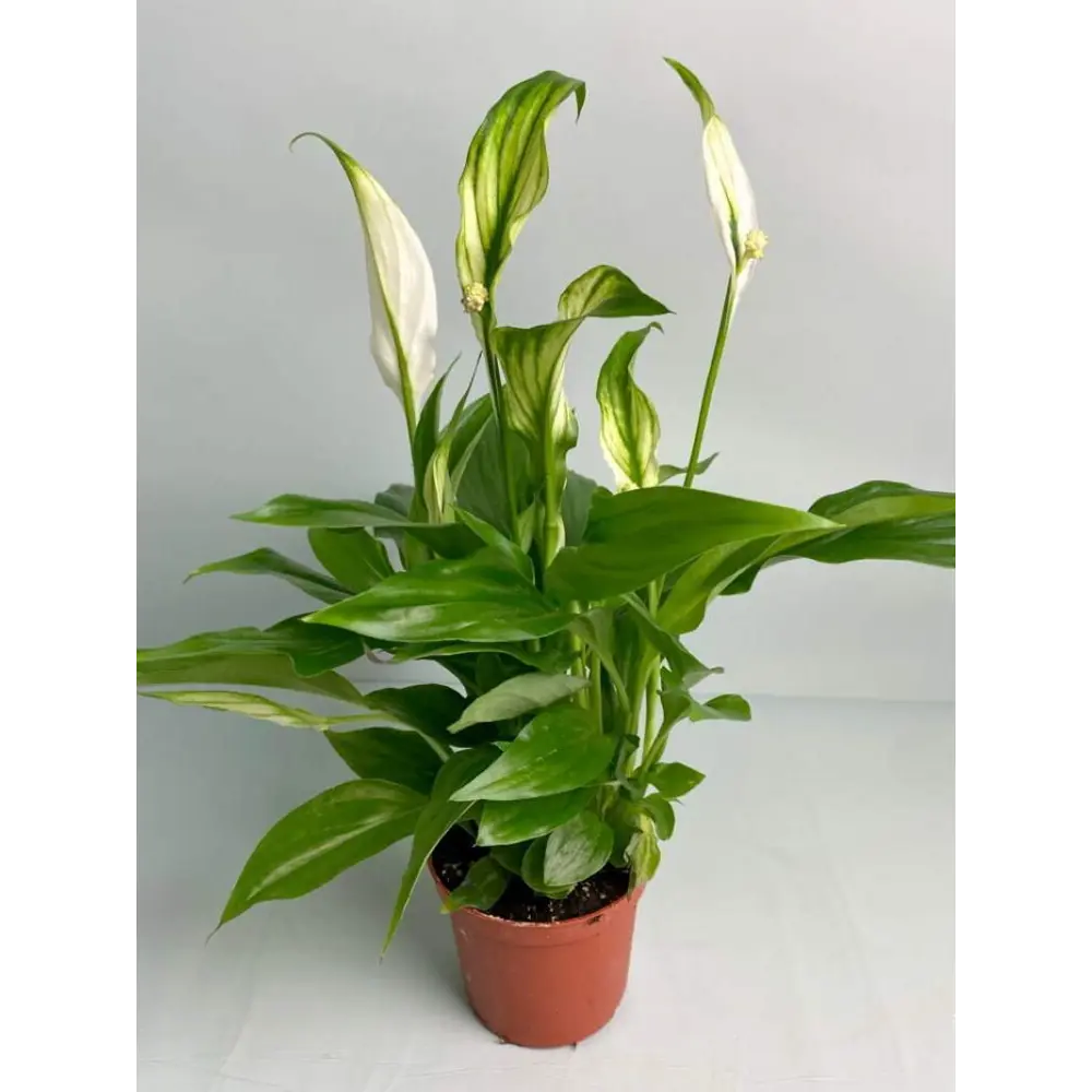 Спатифиллум Шопен - комнатное растение для создания уюта 89441680 Santreyd STLM-1580924