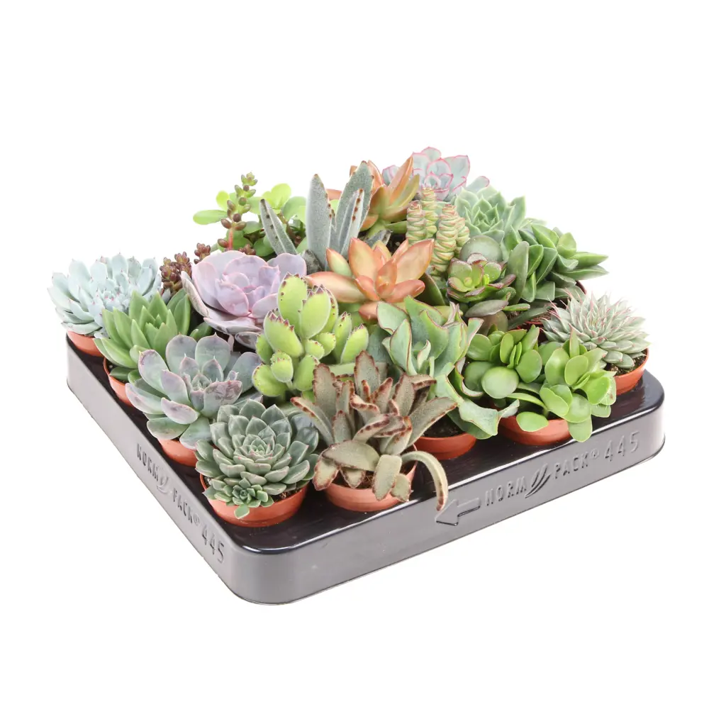 Суккулент микс в горшке ø5.5 см - комнатное растение для интерьера 89434529 Santreyd STLM-1579902