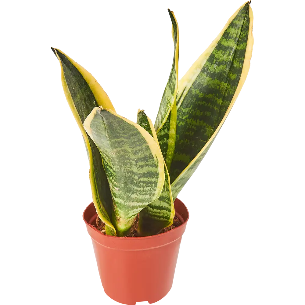 Santreyd Сансевиерия Лауренти — изящный суккулент с пестрыми листьями 85062723 STLM-0058064