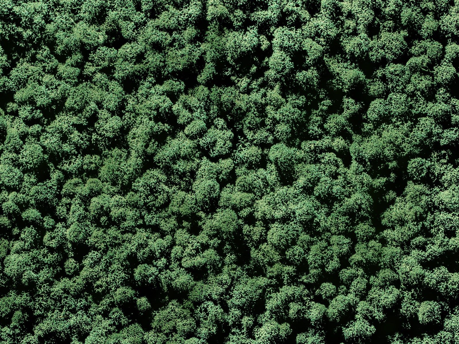 Растительная стена из мха Freund GmbH Green ARCH-00131248 - Вид №11