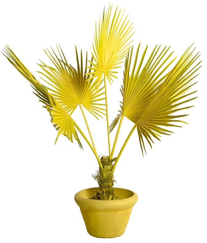 Pols Potten Искусственное растение из пластика  540-300-017  - Вид №1