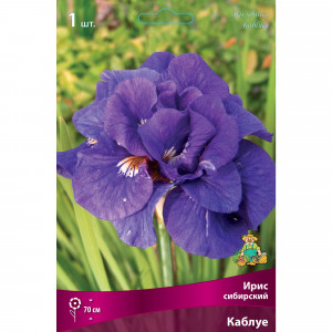88294639 Ирис сибирский Каблуе луковица I