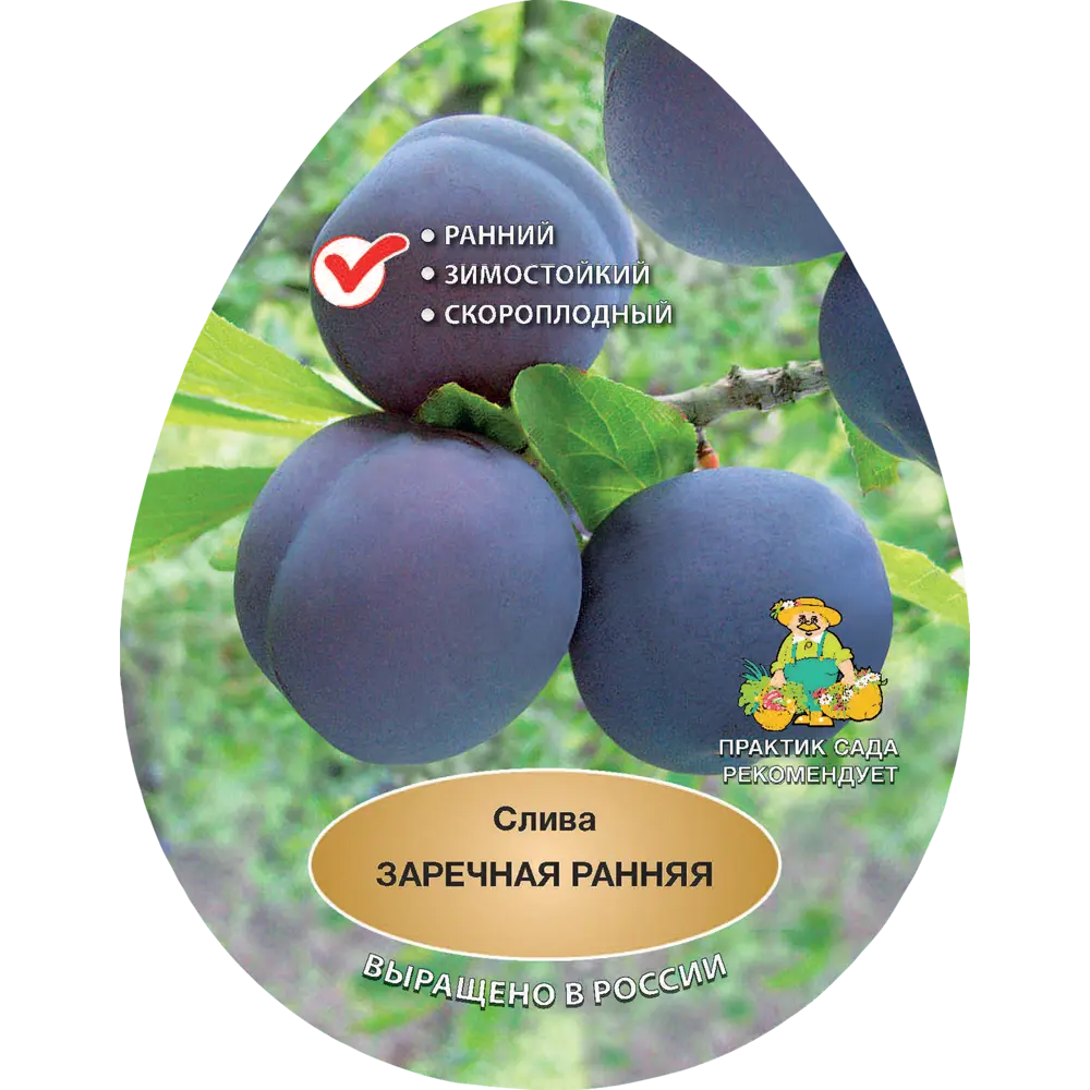 Слива Заречная ранняя h200 см в сетке Поиск Инвест 84399313 STLM-2001137 Santreyd 