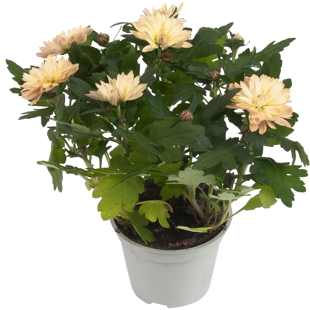 Хризантема Махровая микс 12x25 см 82548594 STLM-2133555 Santreyd 