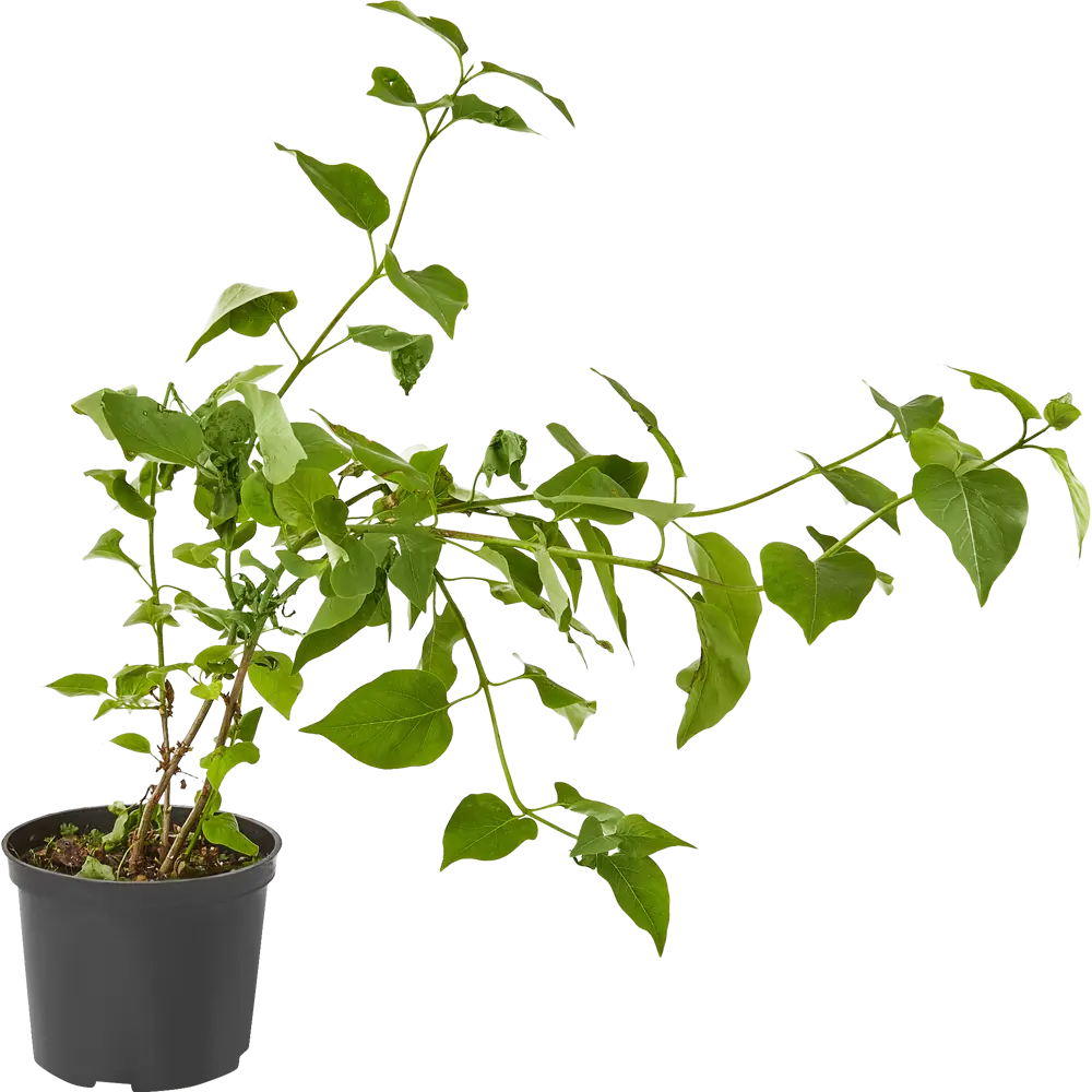 Сирень День Победы ø15 h35 см 84828886 STLM-2067967 PLANTMARKET 