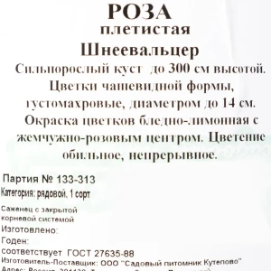 Роза плетистая «Шнеевальцер» С4 82237666 STLM-2204016