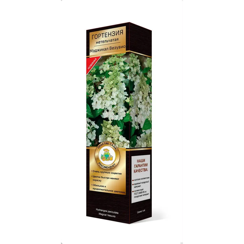 Гортензия метельчатая Мэджикал Везувио h37 см 83786840 STLM-2063580 Santreyd 