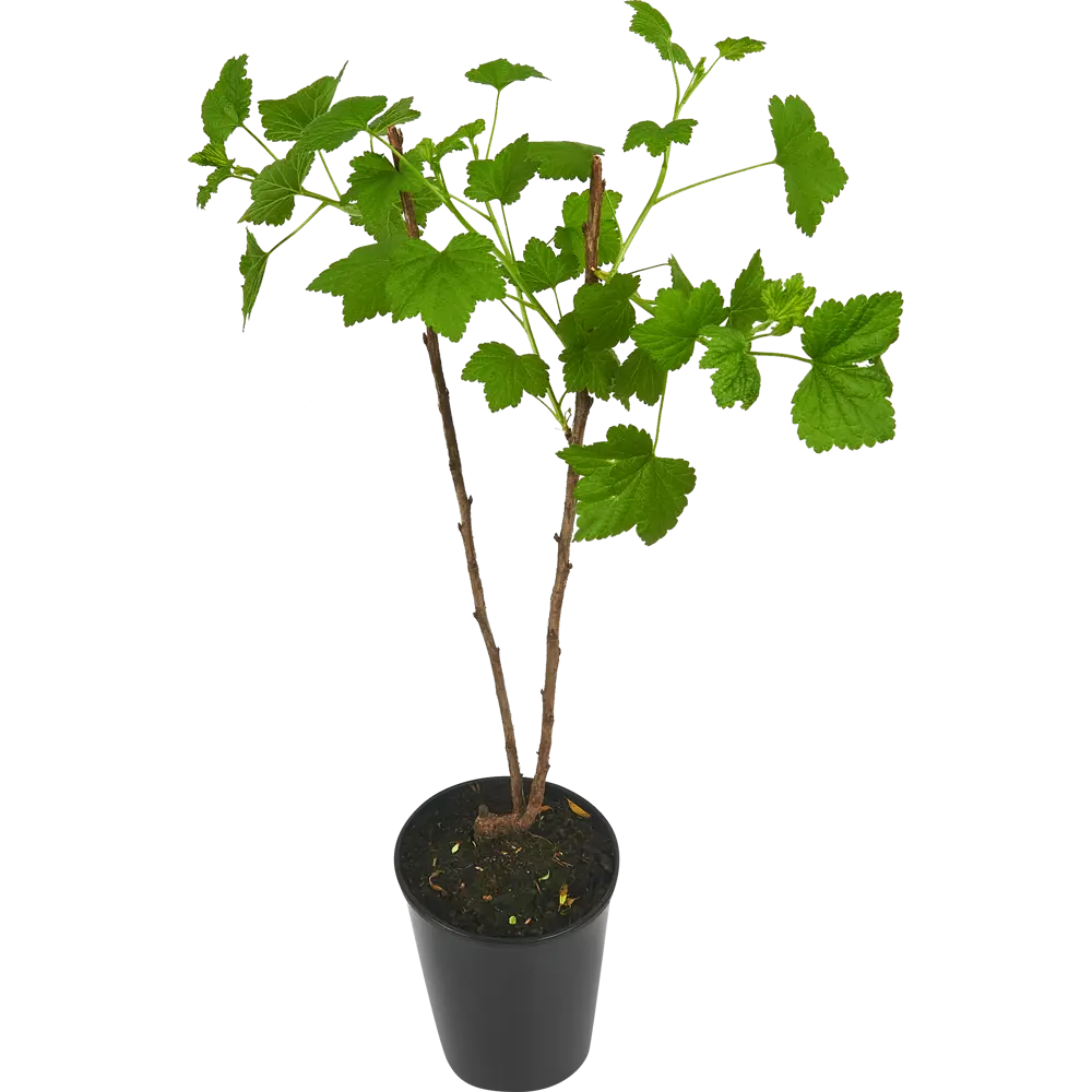 Santreyd Смородина Смоляниновская Белая - саженец для сада 84347447 STLM-0048737 - Вид №2