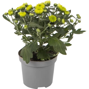 Хризантема Претцель микс 9x20 см 82725639 STLM-2201371