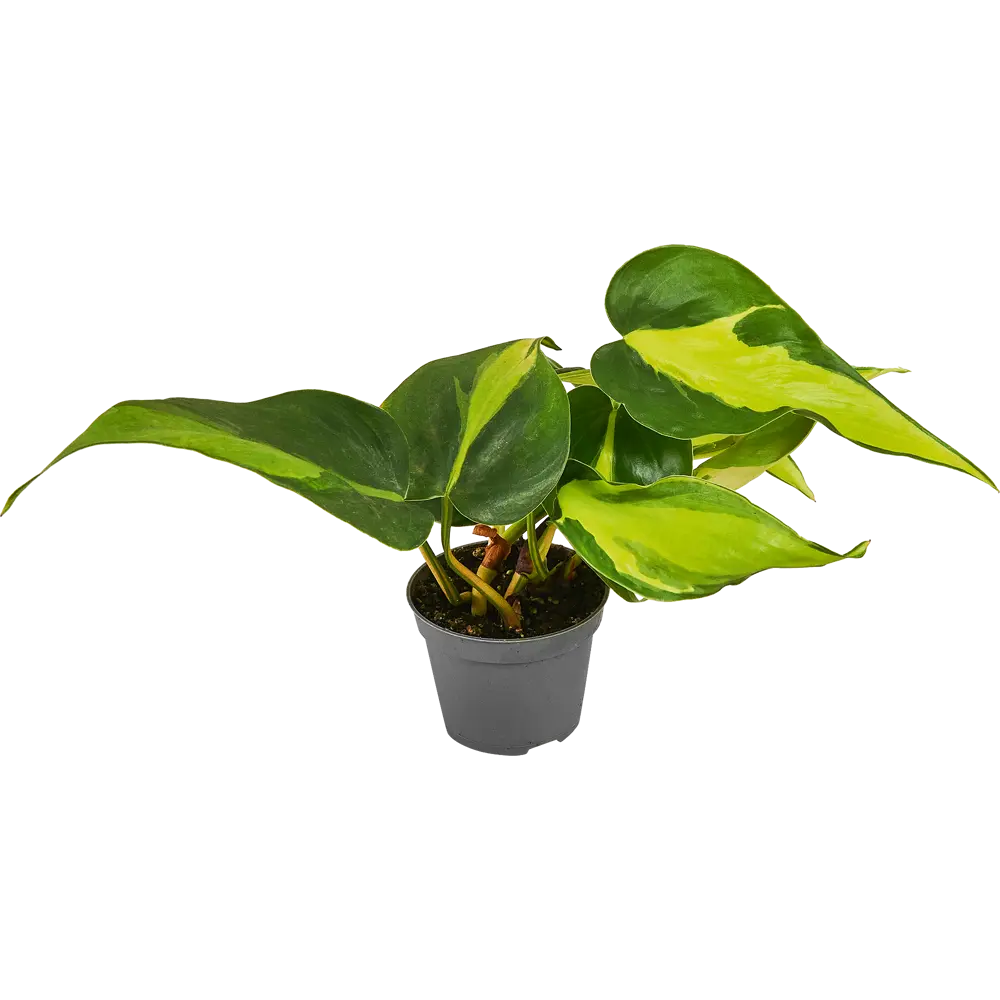 Santreyd Филодендрон Бразилия - комнатная лиана с пестрыми листьями 87819635 STLM-0075869