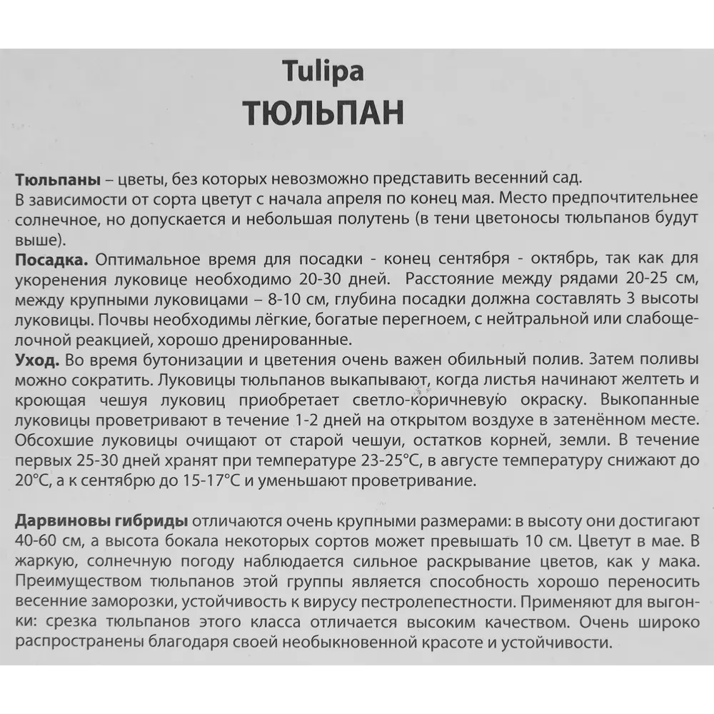 Тюльпан Дарвинов гибрид Леди ван эйк луковица 12/14, 5 шт. 88294791 STLM-2097680 Santreyd  - Вид №2