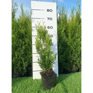 Туя Корник h20 - 40 см 89355454 STLM-2050966