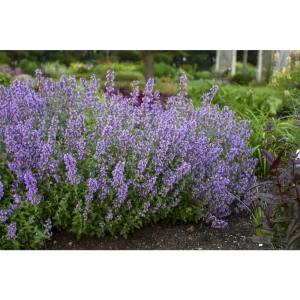 Котовник Кит Кэт - многолетнее цветущее растение с синими соцветиями 89433483