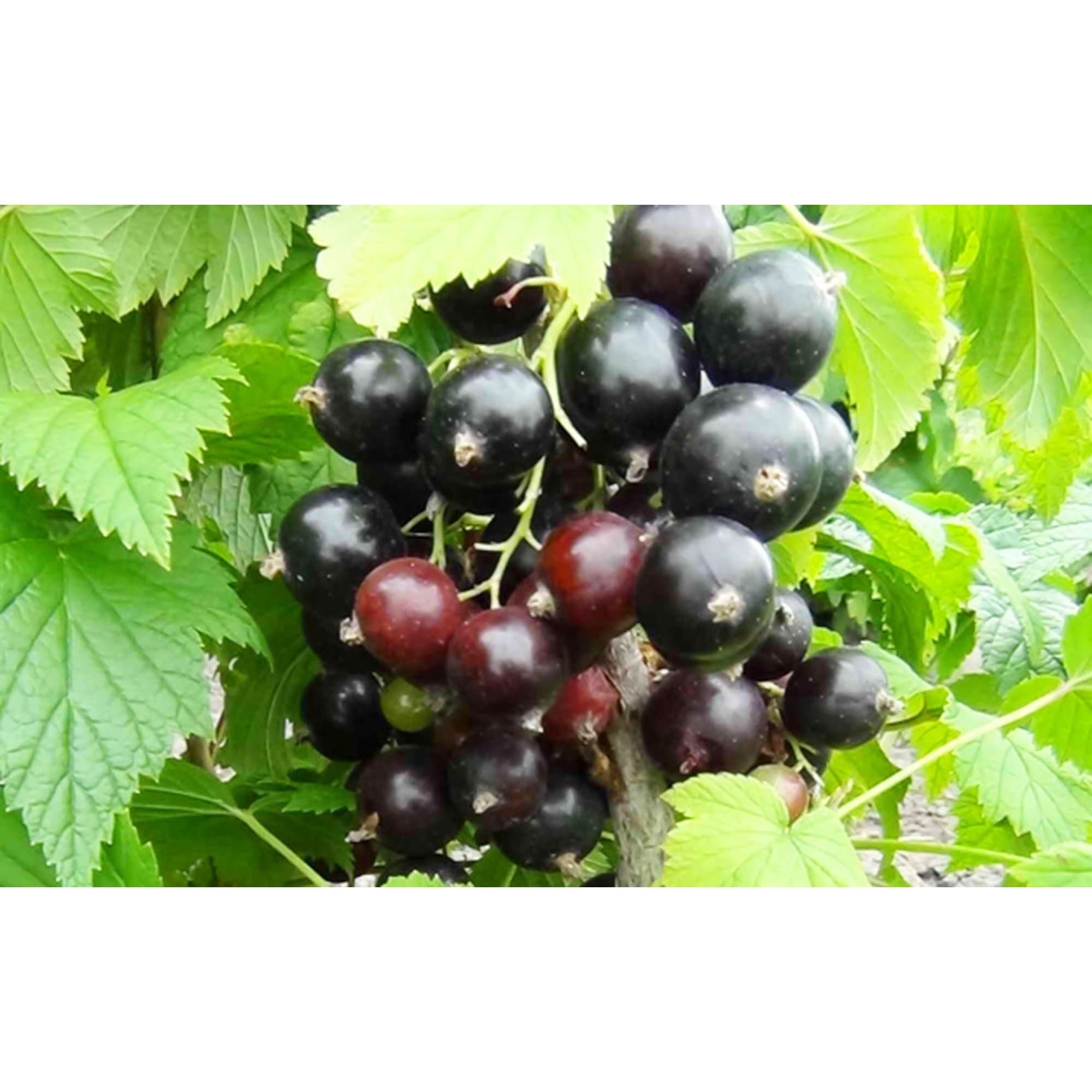 82597118 Смородина чёрная «Добрыня» C2 высота 40 см Santreyd  - Вид №2