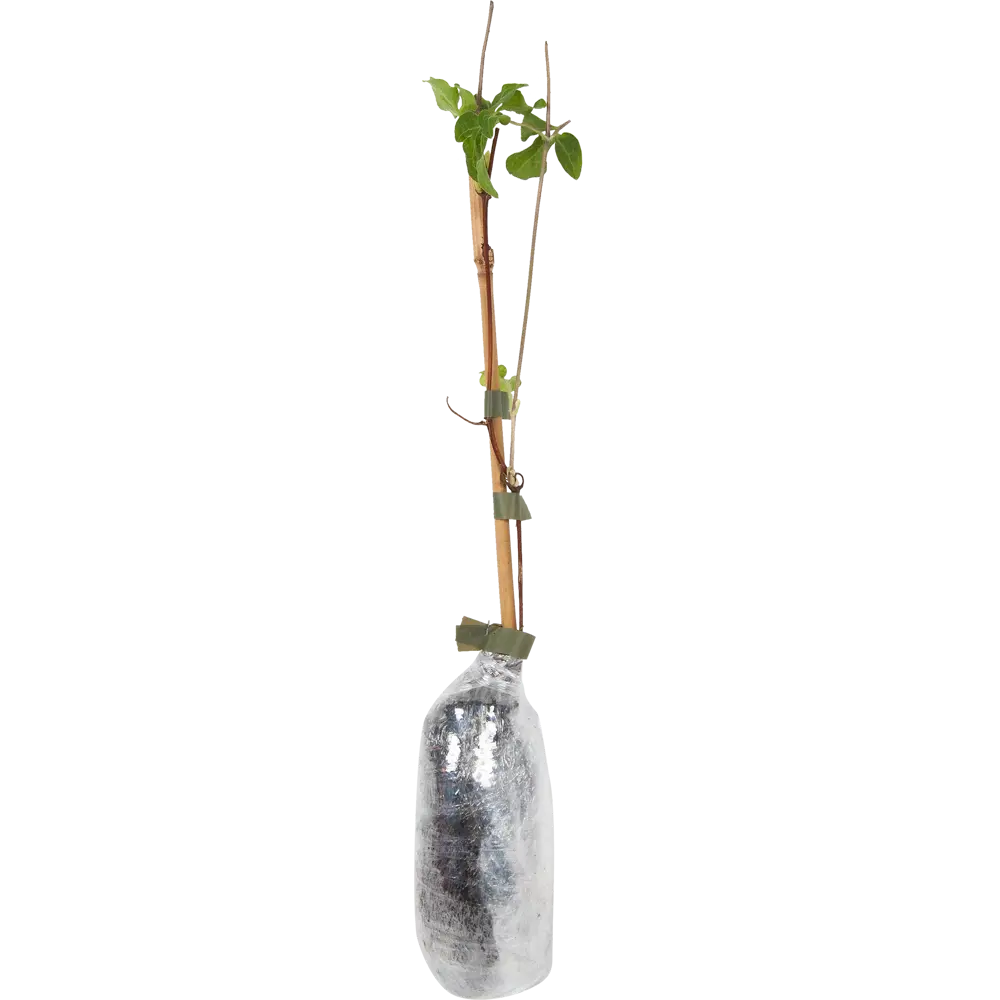 Клематис Каэн в тубе Поиск Инвест 81951256 STLM-2052578 Santreyd  - Вид №2